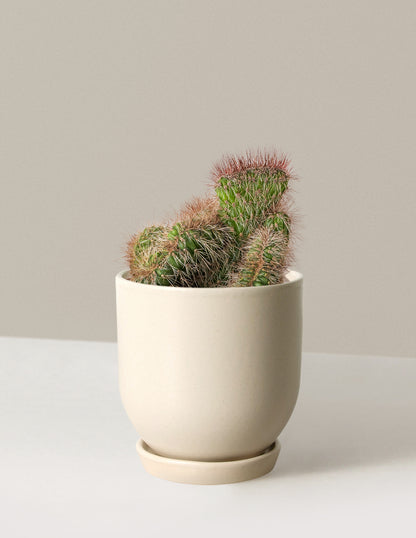 Teddy Bear Cactus