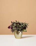 Tradescantia Zebrina