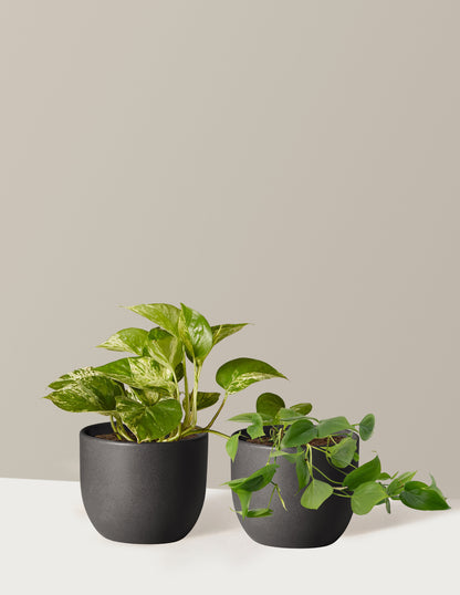 Fits your Sill: The Trailing Duo