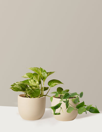 Fits your Sill: The Trailing Duo