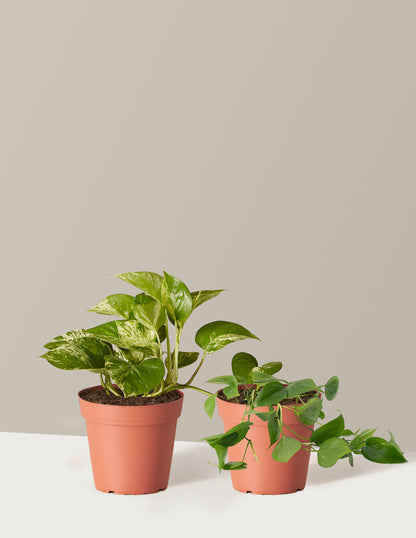 Fits your Sill: The Trailing Duo