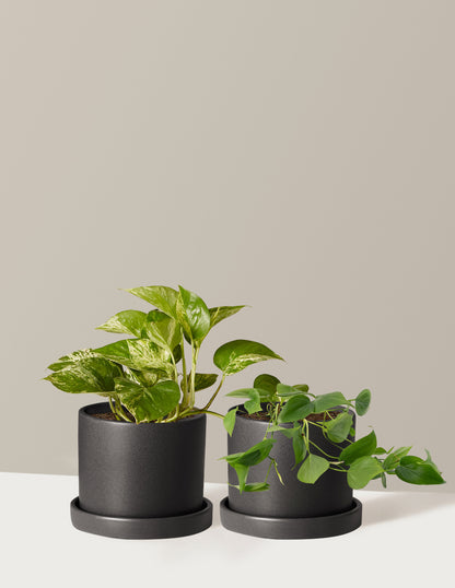 Fits your Sill: The Trailing Duo