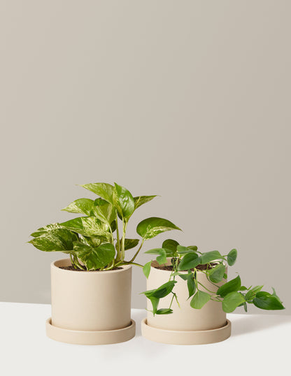 Fits your Sill: The Trailing Duo