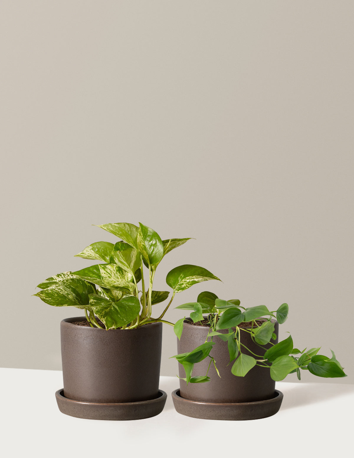 bundle | Small | Hyde | Olive