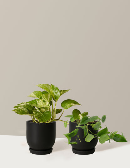 Fits your Sill: The Trailing Duo