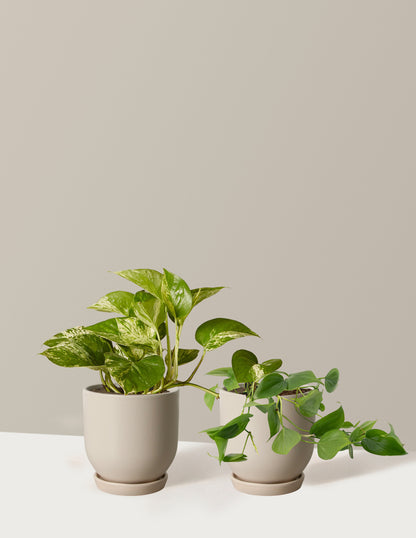 Fits your Sill: The Trailing Duo