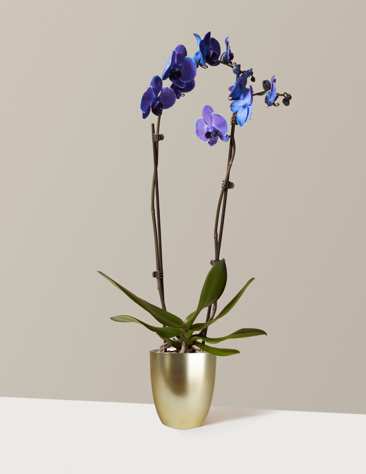 Dark Purple Watercolor Orchid