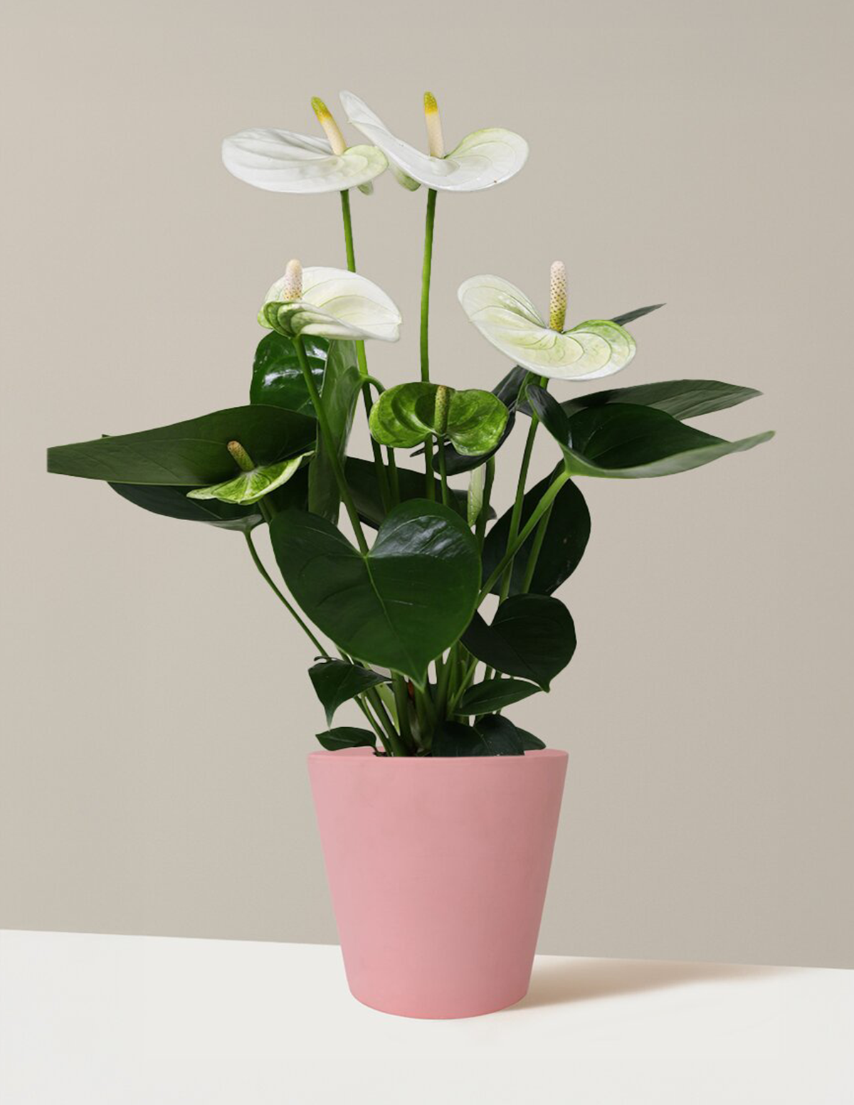 White Anthurium