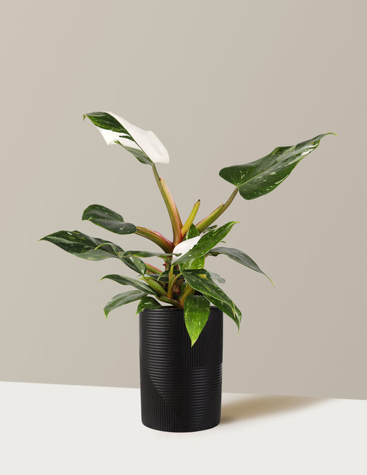 Philodendron White Princess