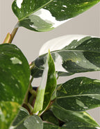 Double Philodendron White Princess