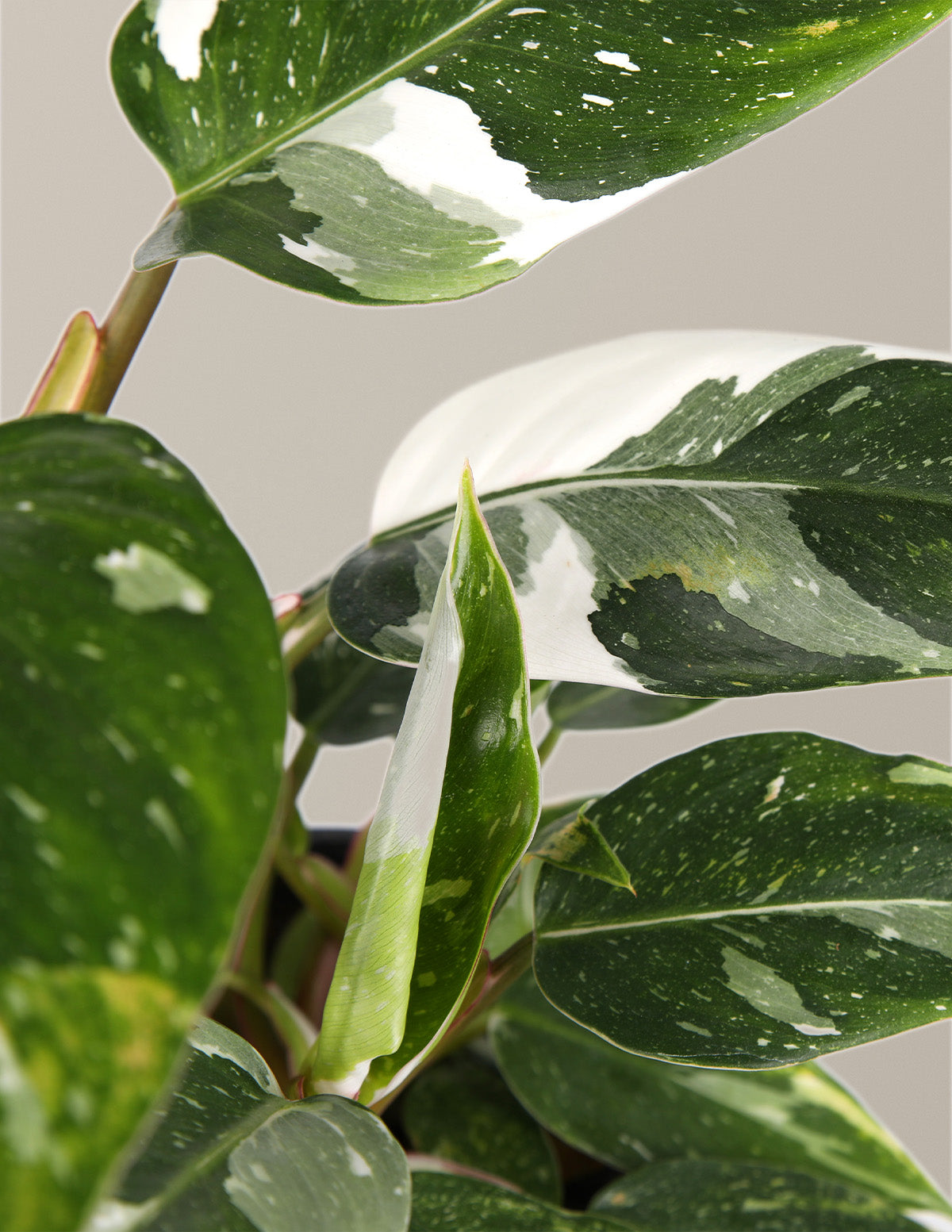 Double Philodendron White Princess