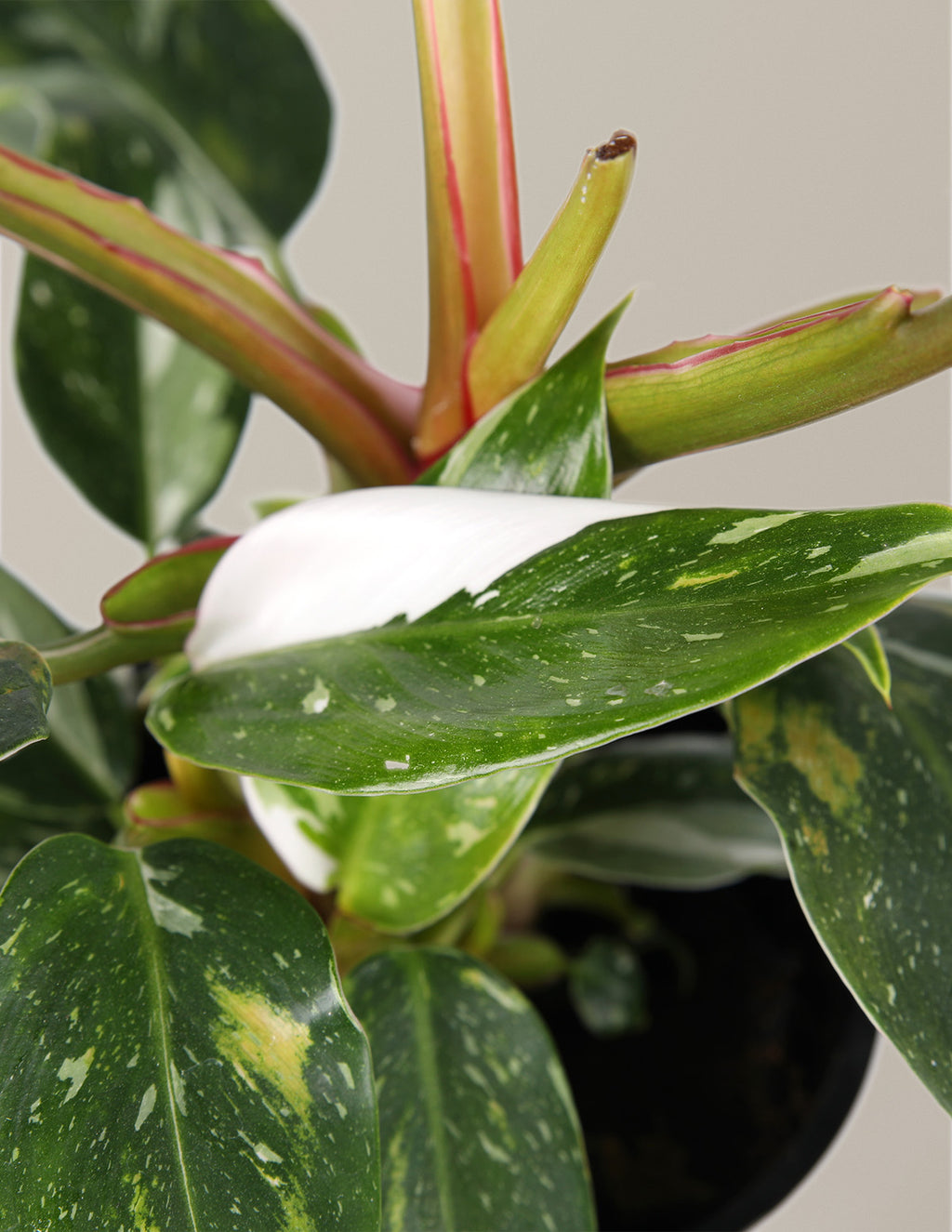 Double Philodendron White Princess