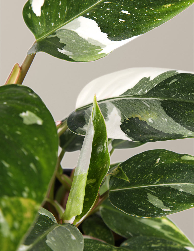 Philodendron White Princess