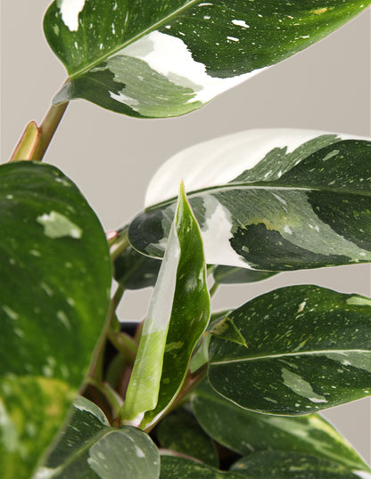 Fancy Philodendron Party Pack