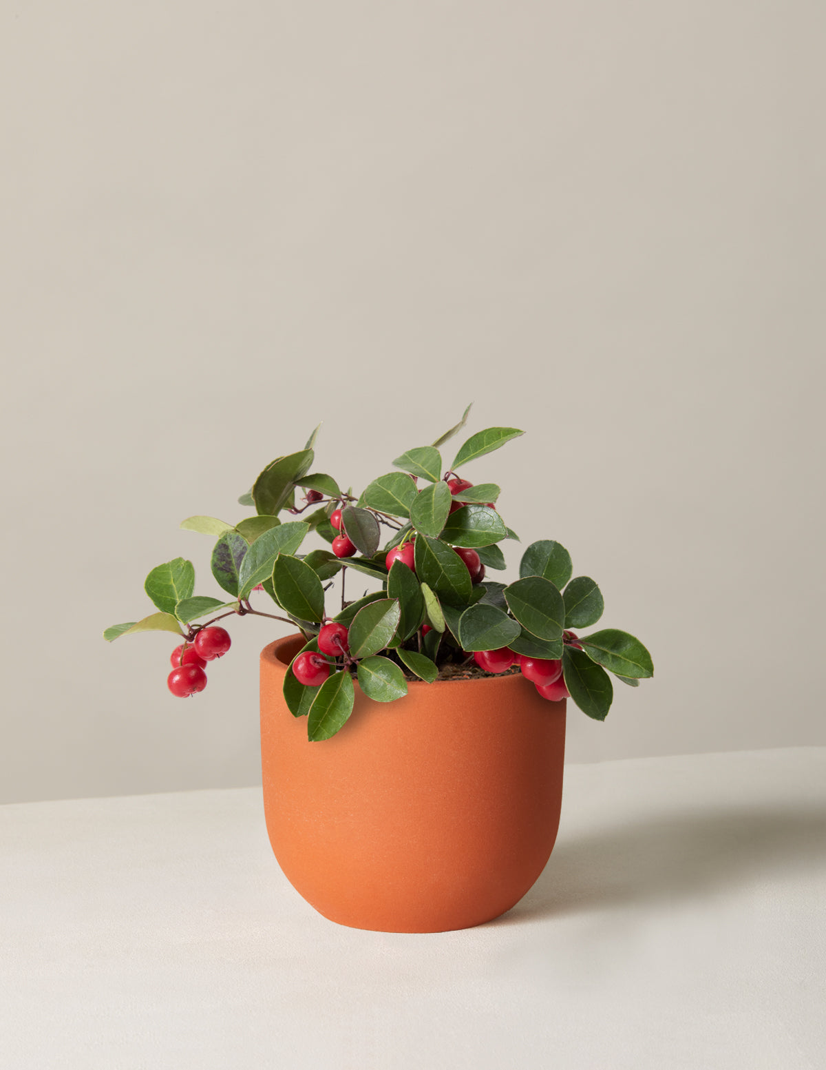 Wintergreen Cherry Berries