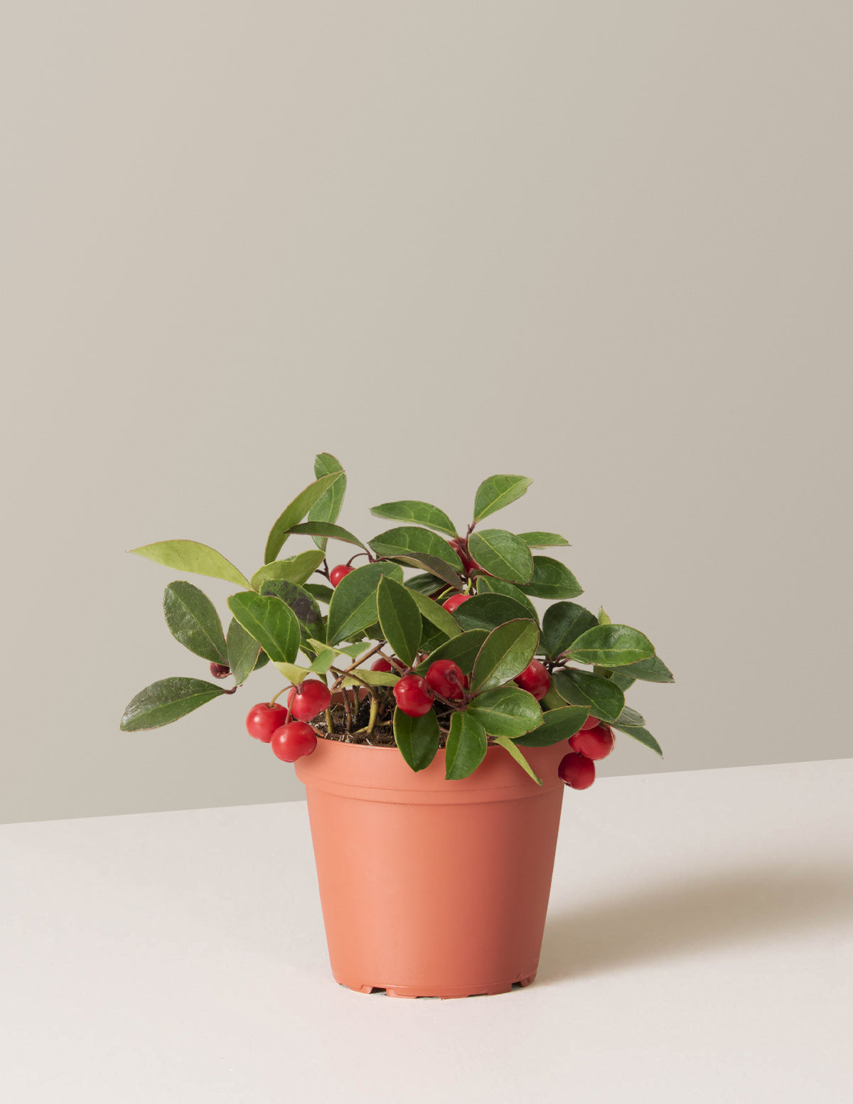 Wintergreen Cherry Berries