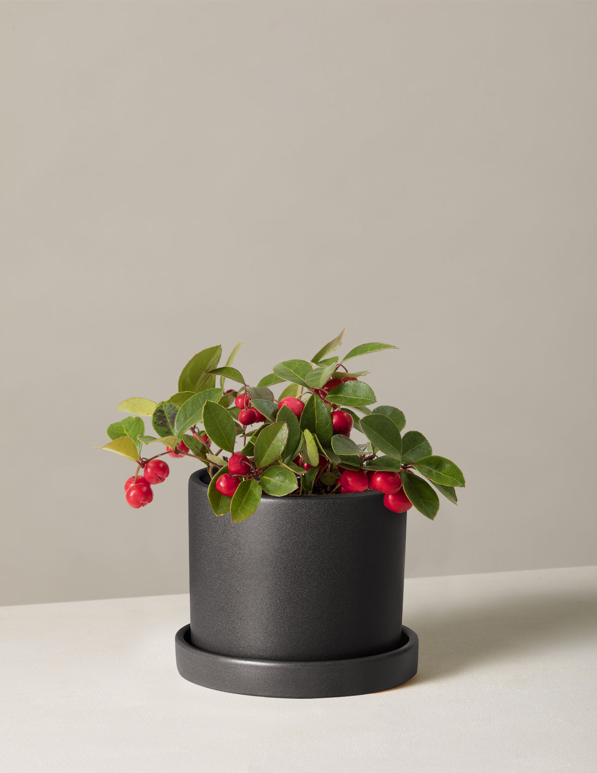 Wintergreen Cherry Berries