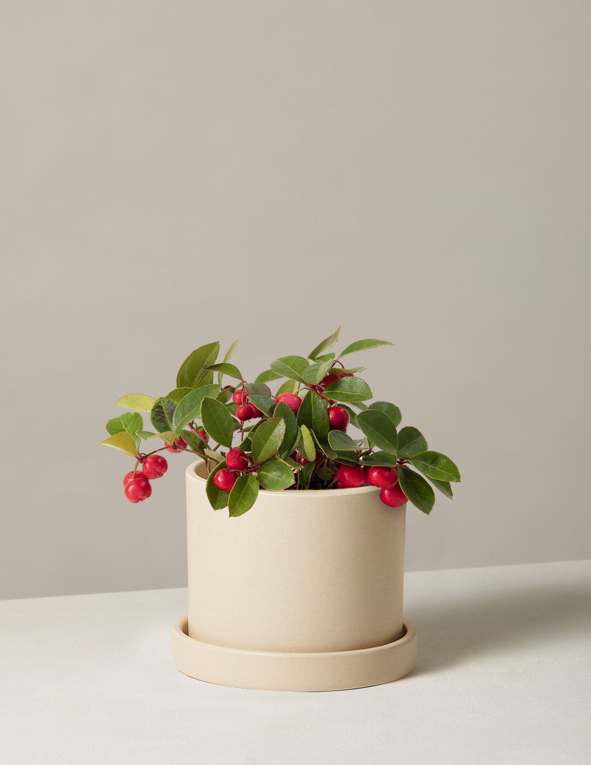 Wintergreen Cherry Berries