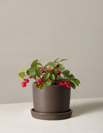 Wintergreen Cherry Berries