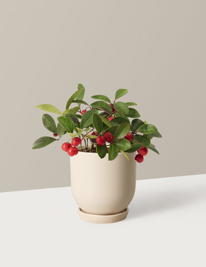 Wintergreen Cherry Berries