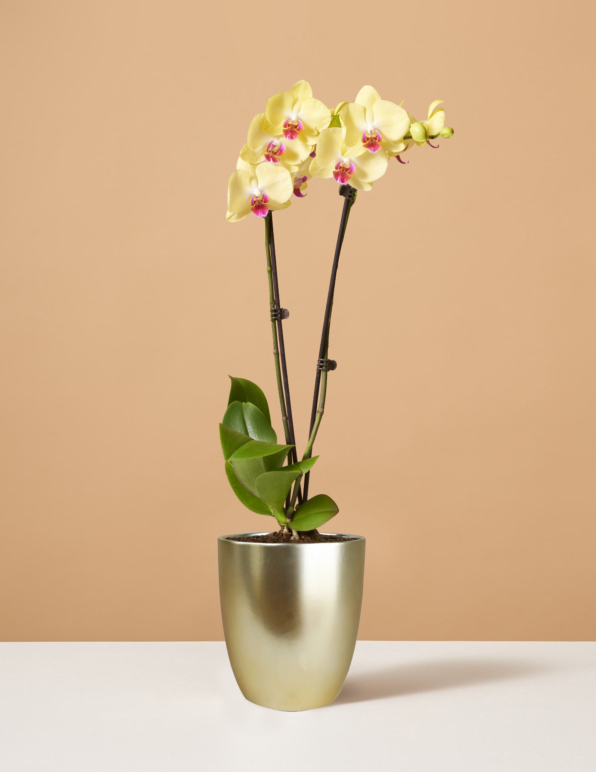 potted plant with yellow flowers Yellow Orchid