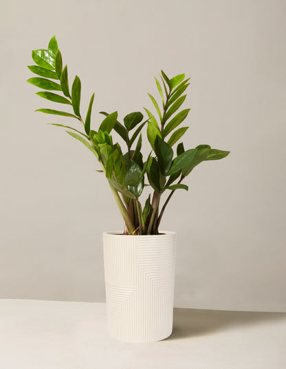 ZZ Plant | Low Light Plants & Houseplants Delivery | The Sill