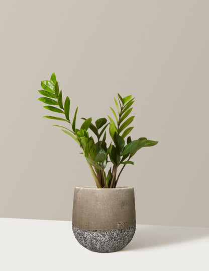 ZZ Plant
