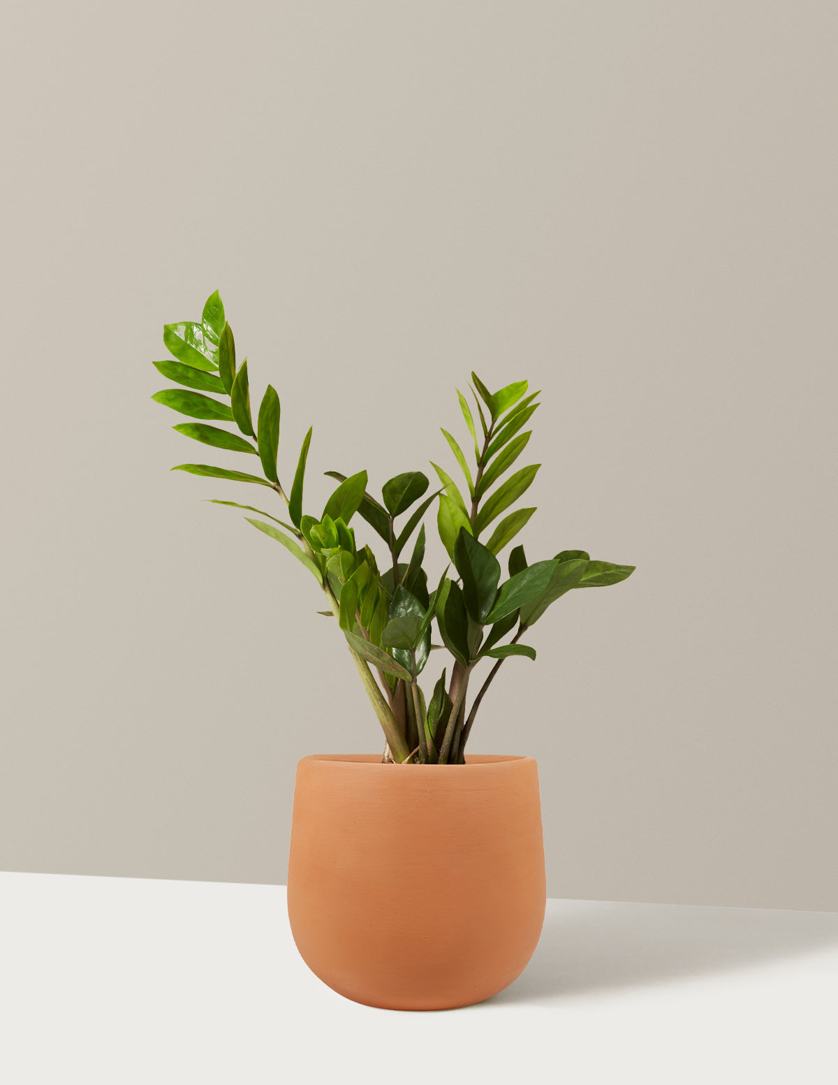 bundle | Small | Raven | Terracotta