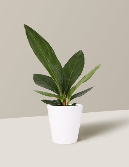 Anthurium Plowmanii