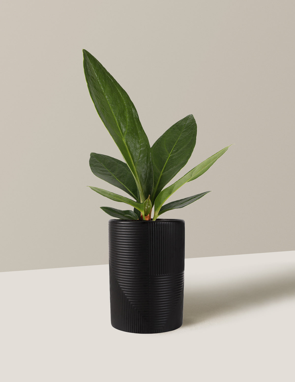 house plant fertilizer sticks Fertilizer Stick for Plants main image 0
