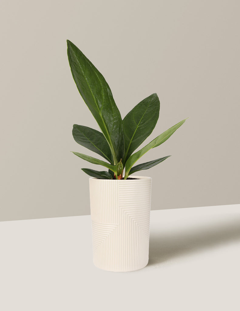 anthurium ceramic care Anthurium Plowmanii | Houseplants for Delivery