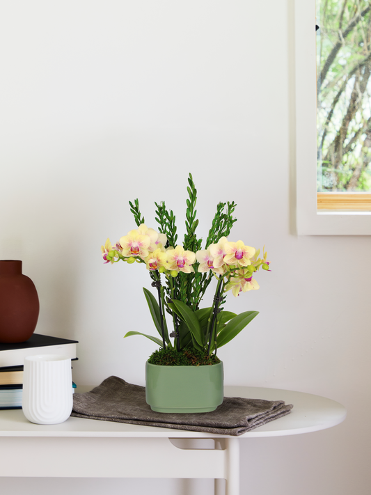 Small Double Orchid
