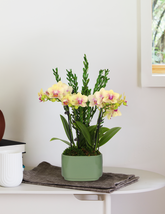 Small Double Orchid
