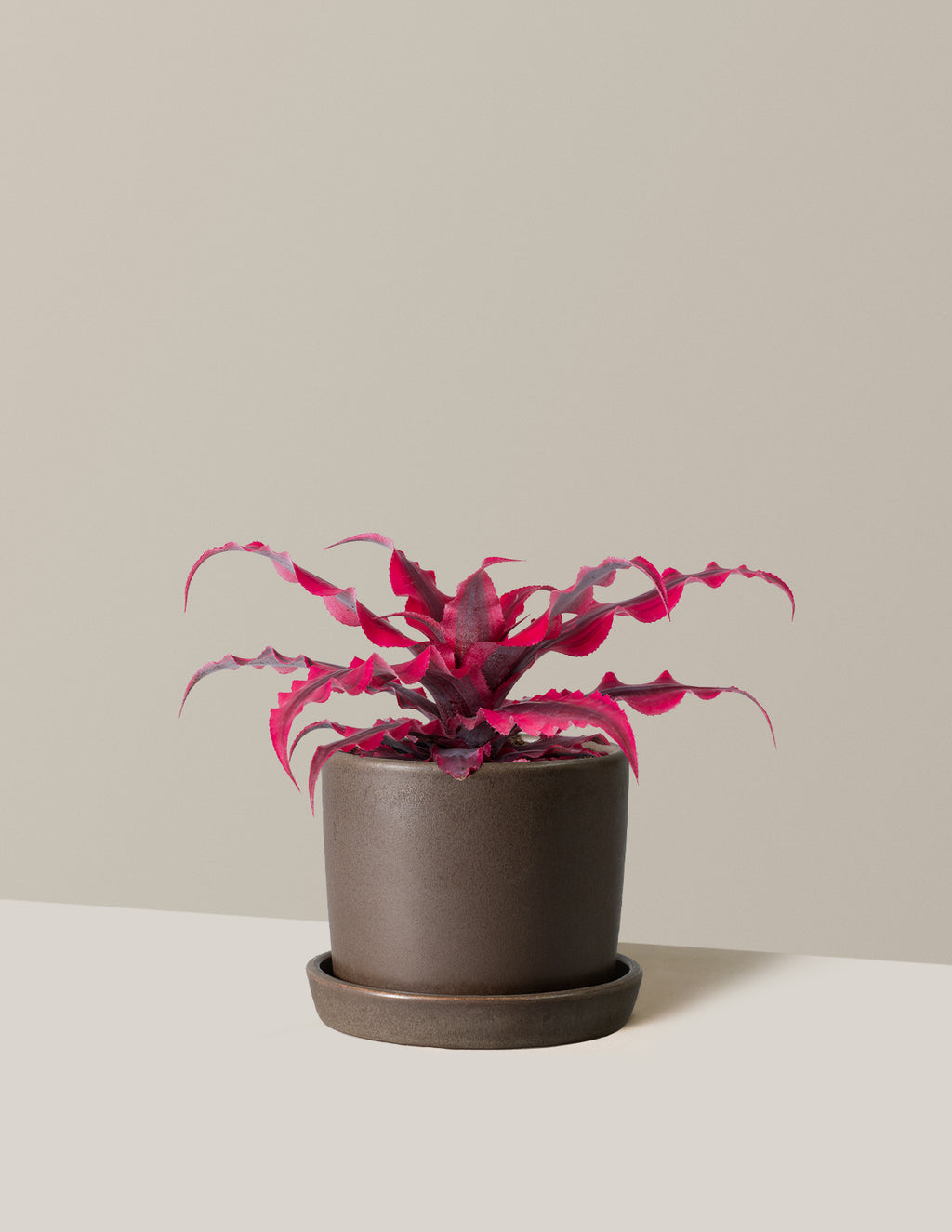 Cryptanthus Ruby Star