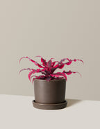 Cryptanthus Ruby Star