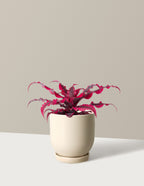 Cryptanthus Ruby Star