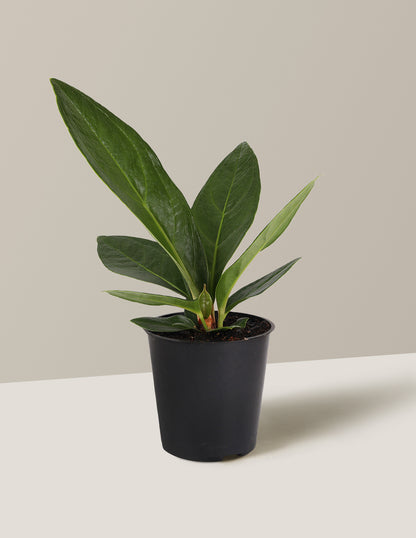 Anthurium Plowmanii