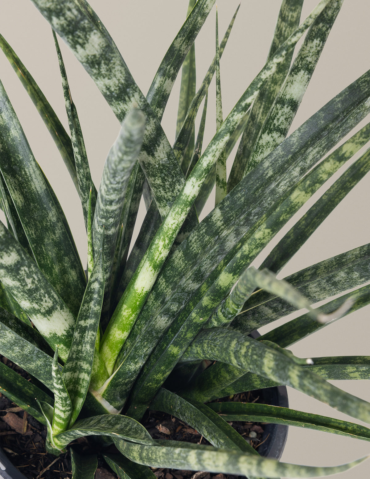 Sansevieria Fernwood