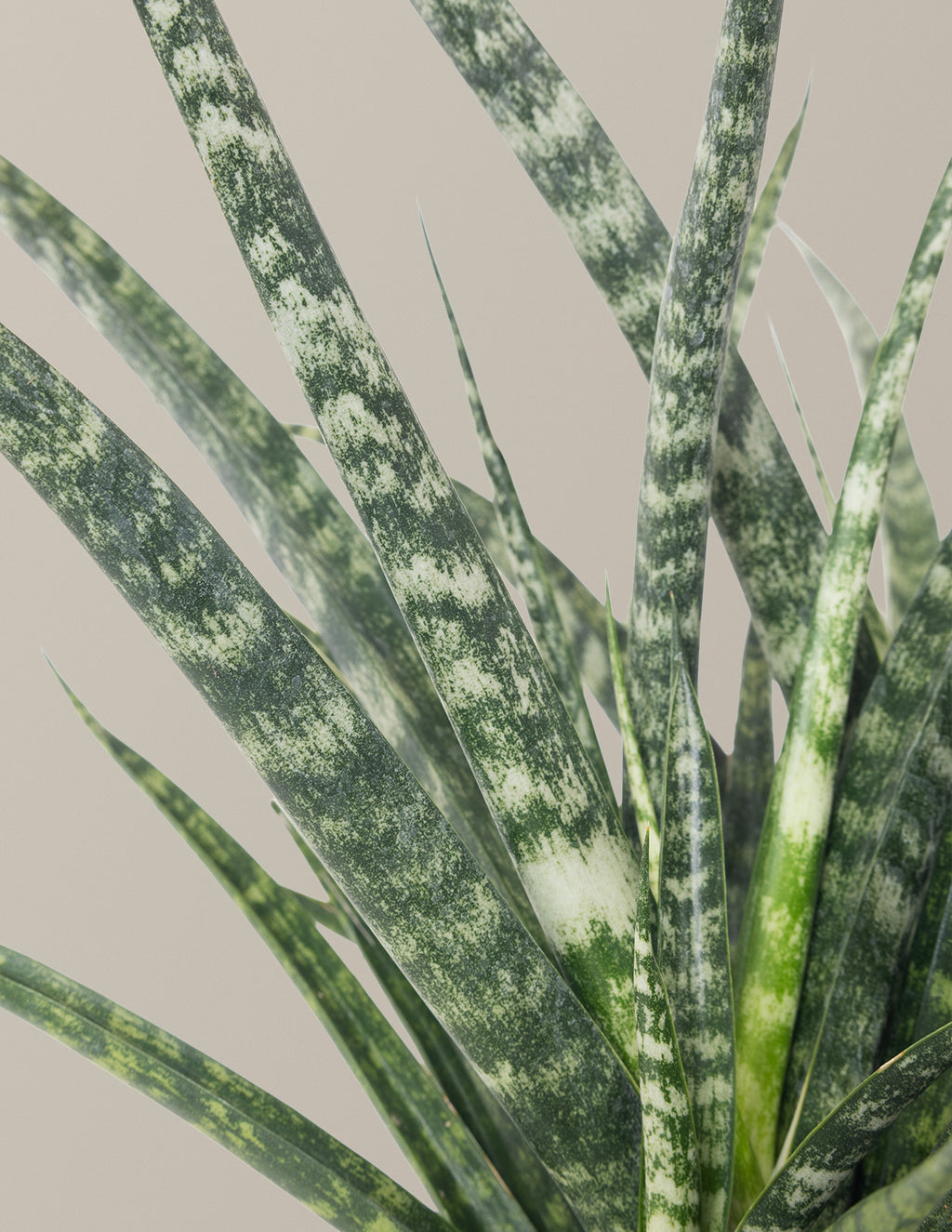 Sansevieria Fernwood