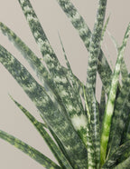 Sansevieria Fernwood