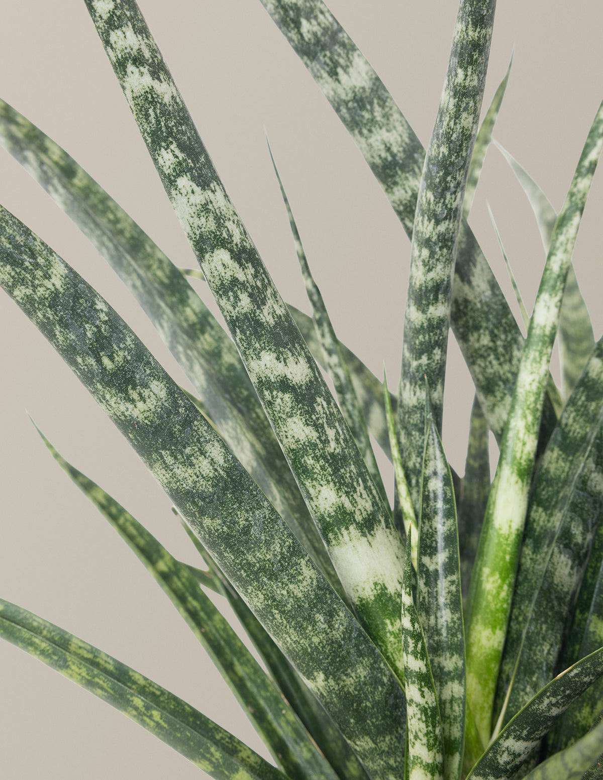 Sansevieria Fernwood