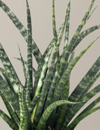 Sansevieria Fernwood