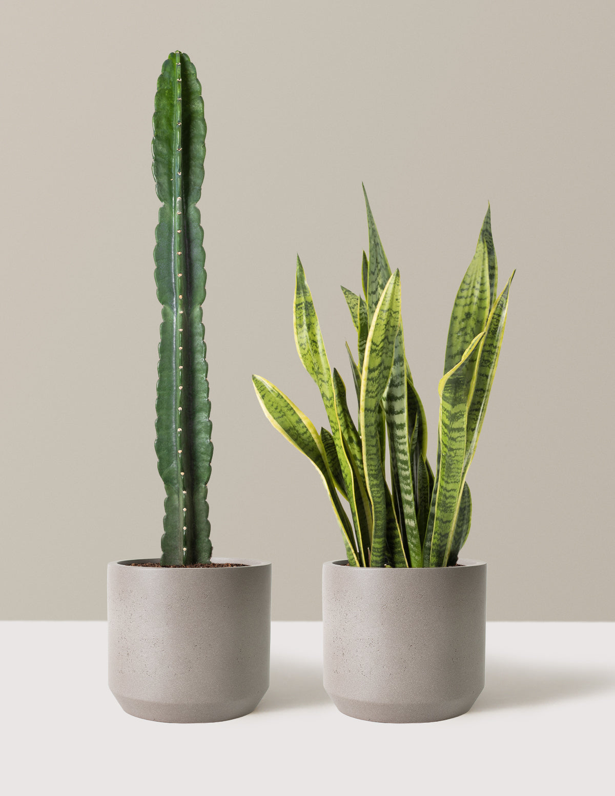 Large Set & Forget Duo