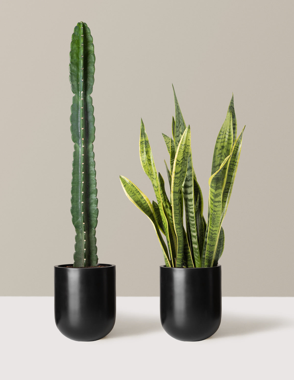 Large Set & Forget Duo