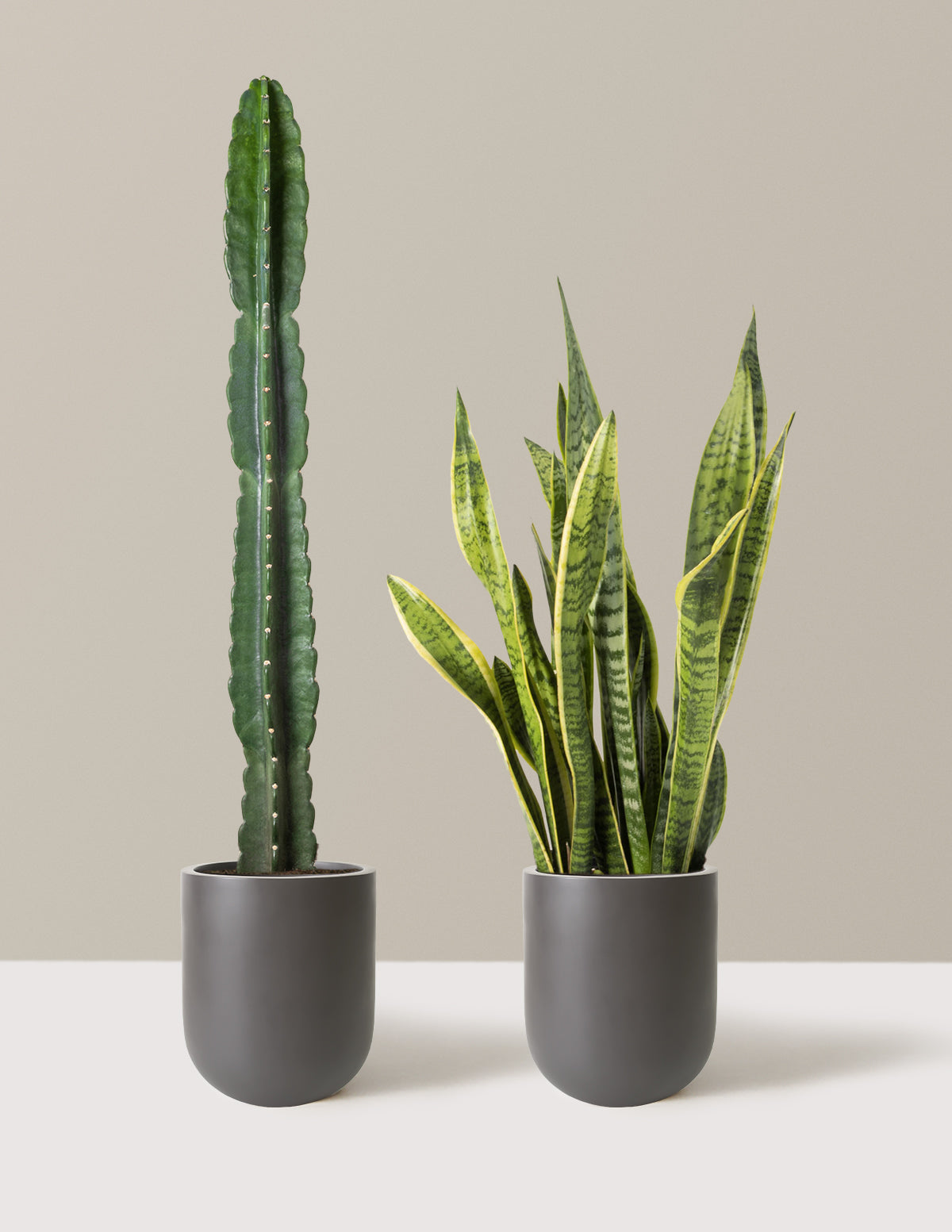 Large Set & Forget Duo