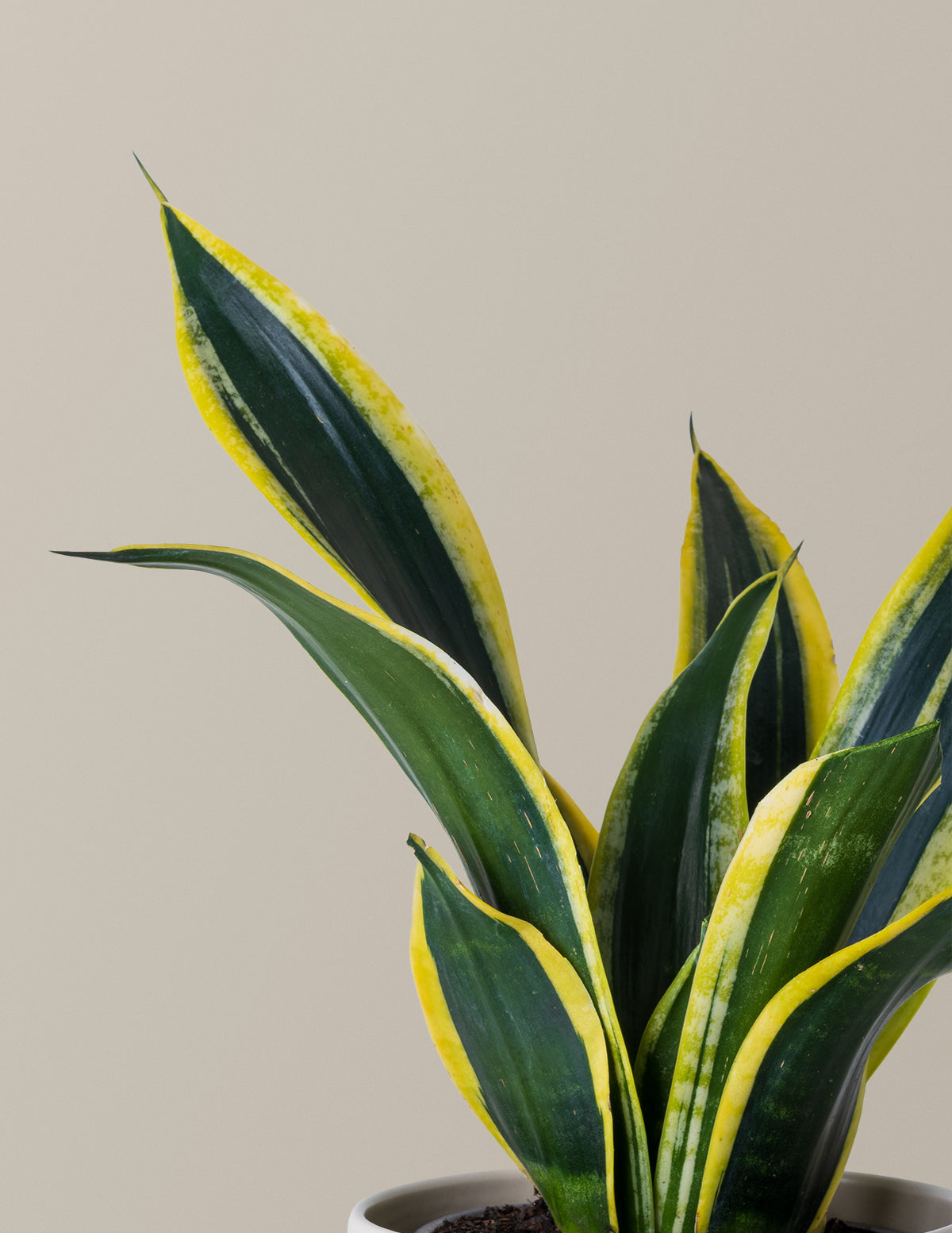 Snake Plant Black Gold