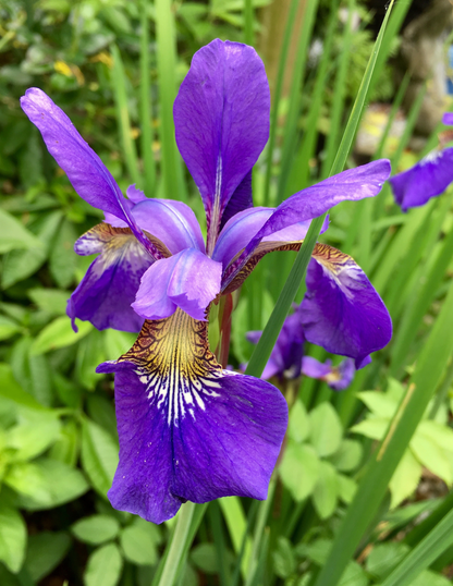 Something Shocking Siberian Iris
