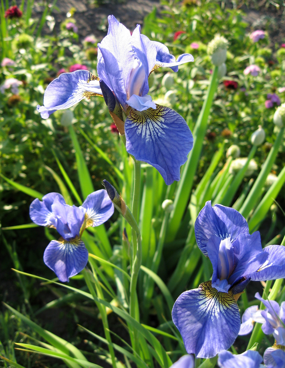 Something Shocking Siberian Iris