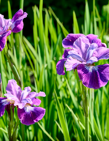Something Shocking Siberian Iris