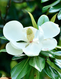 Teddy Bear® Southern Magnolia
